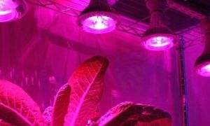 Phytolamp pour plantes : quelles espèces, comment choisir ?