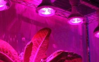 Phytolamp pour plantes : quelles espèces, comment choisir ?