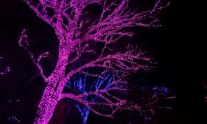 Guirlande de rue varhu durveta : laquelle on va choisir, idées déco