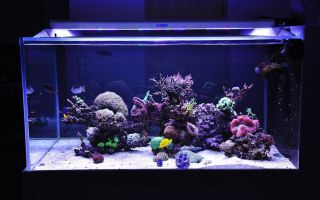 Lampe pour aquarium marin : DIY, LED