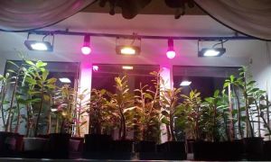 Lampi pour des précisions supplémentaires sur les plantes : prez hiver, pervaza sur le voyant, dans la serre