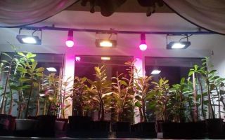 Lampi pour des précisions supplémentaires sur les plantes : prez hiver, pervaza sur le voyant, dans la serre