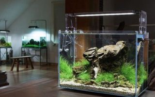 Comment choisir les lampes et les corps d'aquarium à LED