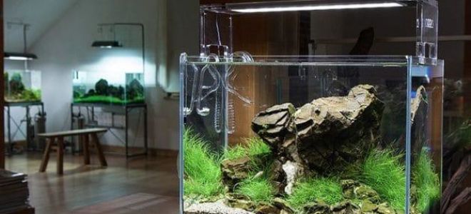Comment choisir les lampes et les corps d'aquarium à LED