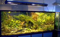 Lampes d'aquarium: que choisir, comment installer