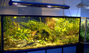 Lampes d'aquarium: que choisir, comment installer