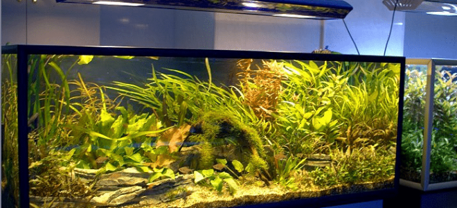 Lampes d'aquarium: que choisir, comment installer