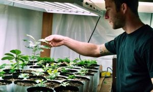 La phytolampite est-elle nocive pour l'horata ?