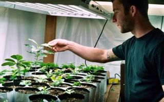 La phytolampite est-elle nocive pour l'horata ?