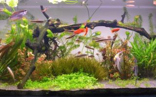 Éclairage d'aquarium : processus de recherche et de production