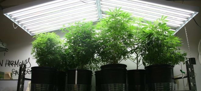 Lampes fluorescentes pour plantes et semis : lesquelles choisir ?