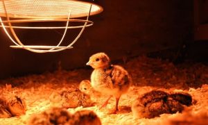 Lampe infrarouge pour un kokosharnik: chauffage pour l'hiver, fluage ou dommage, quelle puissance est nécessaire, laine caustique