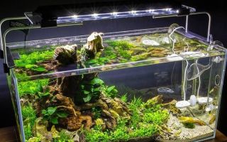 Lampe pour l'aquarium