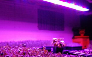 Lampe ultraviolette pour plantes : ramper, nuire et choisir