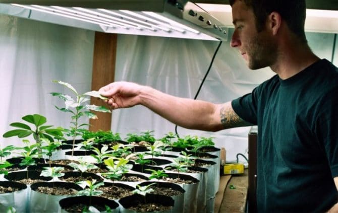 Pristigane proche de phyto lampi