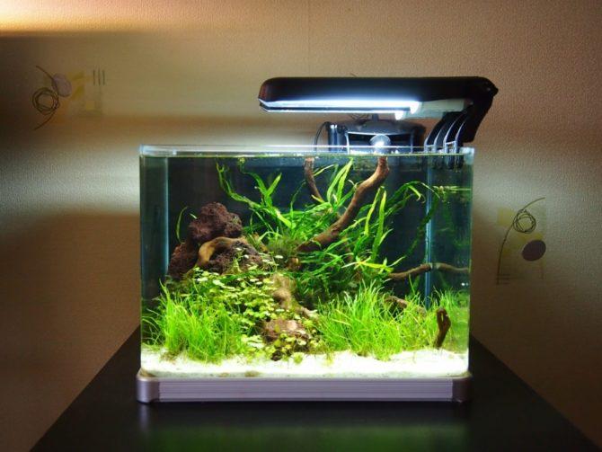 aquarium avec lumières