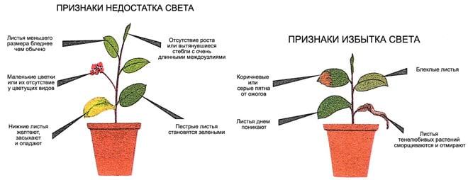 Différence de lumière
