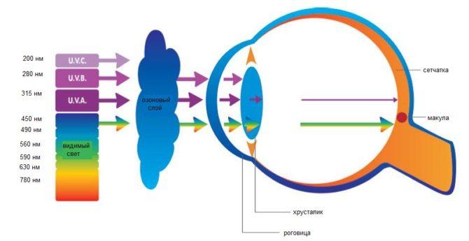 Trahison ultraviolette de l'atmosphère, de la cornée et de la brème