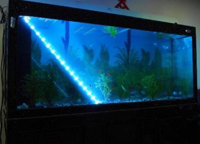 Bande LED dans l'aquarium