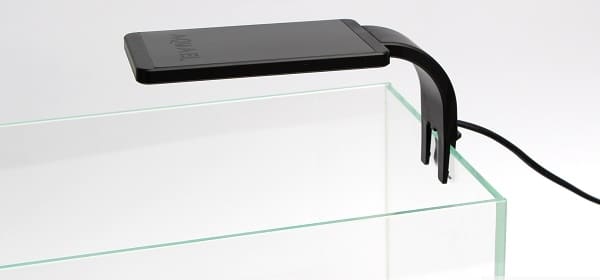 Aguael Dame Intelligente