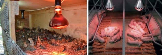 Chauffage pour animaux