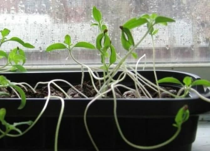 Quel genre de clarification pour les semis, oui, choisissez gentiment