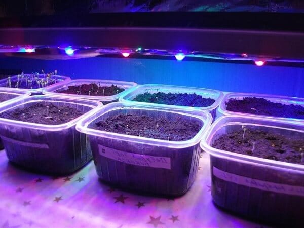 Quel genre de clarification pour les semis, oui, choisissez gentiment