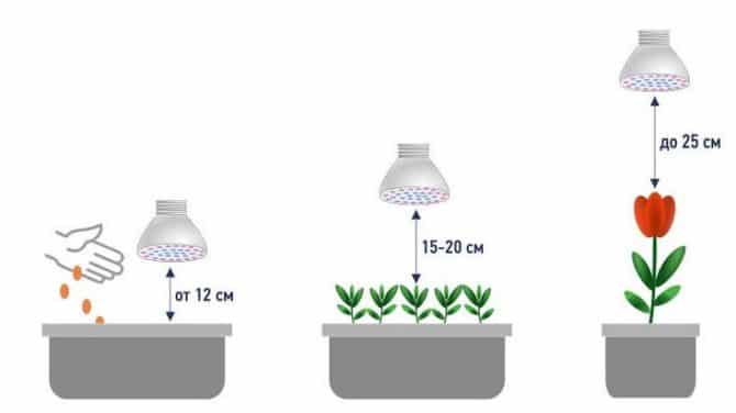 La visochina de prérogative sur la lampata