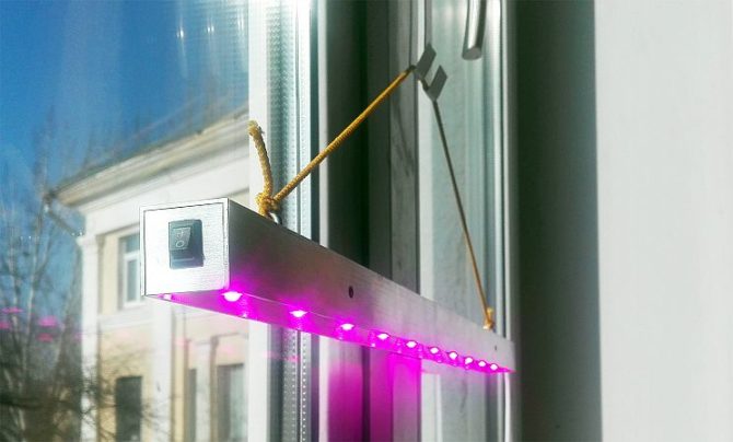 phytolampe domestique