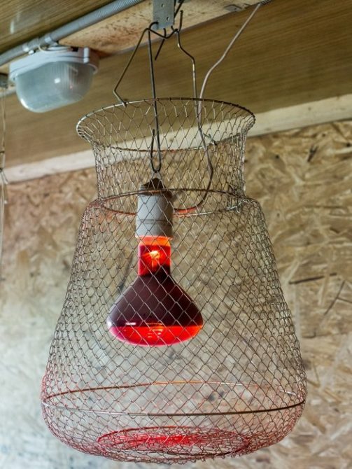 Comment pouvons-nous choisir une lampe d'un kokosharnik rouge et comment pouvons-nous l'utiliser